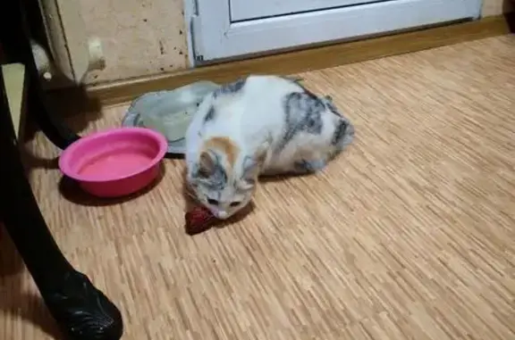 Найденные животные Вятские Поляны, фото: Найдена кошка, Октябрьская улица, 22, Вятские Поляны - пустили домой погреться