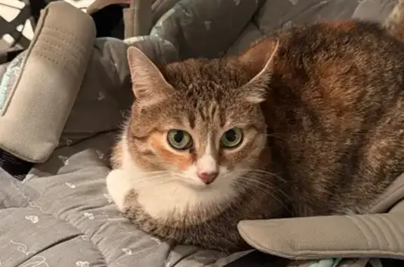 Разноцветная (преимущественно рыжая), полосатая. Белый животик и лапки. Подушечки на лапках розовые, носик тоже с черной каемкой. Глаза зеленые