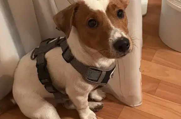 Пропал собака, Супонево - photo