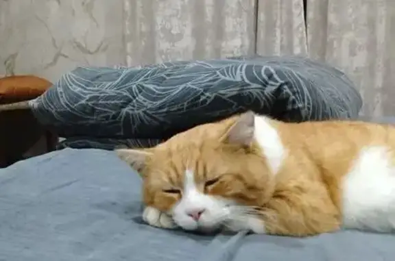 Пропал кот, улица МОПРа, 146, Майкоп - бело-рыжий - photo