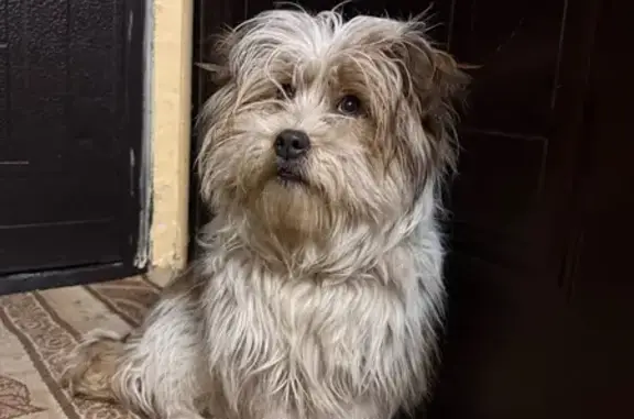 Найдена собака, Новочеркасск, фото: Найдена собака, улица А. А. Ященко, 1, городской округ Новочеркасск