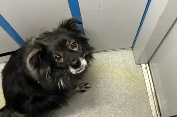 Пропал собака, Туркестанская улица, 41, Оренбург — кобель по кличке Малыш - photo