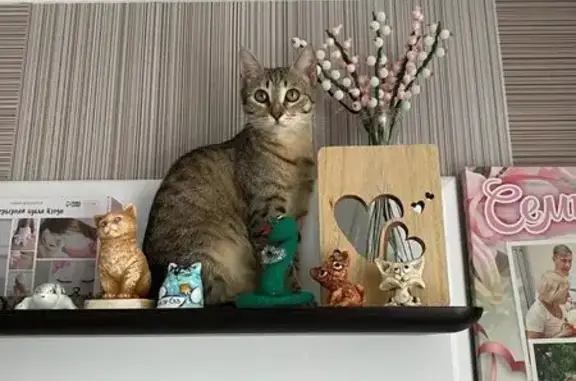 Пропала кошка, улица Королёва, Зеленодольск - после стерелизации осталась нитка - photo