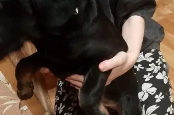 Найдена собака, Самара, фото: Найдена собака, 3, Самара - временно забрали домой