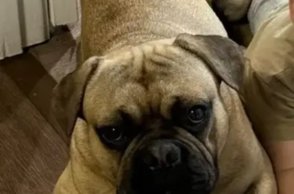 Пропала собака, мужской, Татарка, Ставропольский край - photo