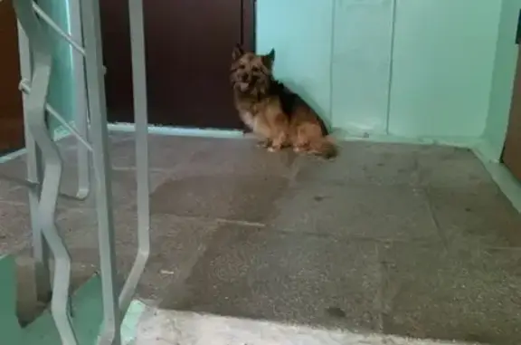 Найдена собака, Тюмень, фото: Найдена собака, Московский тракт, 39, Тюмень - кличка Леон