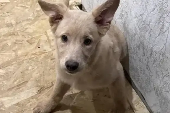 Найдена собака, Тула, фото: Найдена собака, улица Баженова, 3, Тула - золотистый окрас