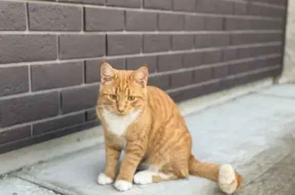 Кошки потеряшки, Черноголовка, фото: Потеряшка кот, Берёзовая улица, 43, Черноголовка - рыжий с белыми лапками