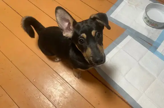 Найдена собака, Фоминское, фото: Найден собака, Фоминское, Москва - черный подпалый, хвост крючком