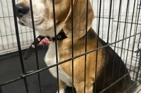 Найденные животные Петрозаводск, фото: Найден собака, мужской, улица Зайцева, 30, Петрозаводск - ухоженный бигль