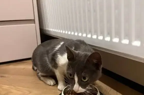 Найдена кошка, Краснодар, фото: Найдена кошка, Рашпилевская улица, 309, Краснодар - окрас пепельно серый с белыми пятнами