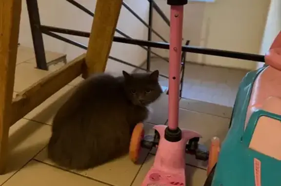 Найдена кошка, Ростов-на-Дону, фото: Найдена кошка, Конституционная улица, 52, Ростов-на-Дону - серая пушистая с белым пятнышком