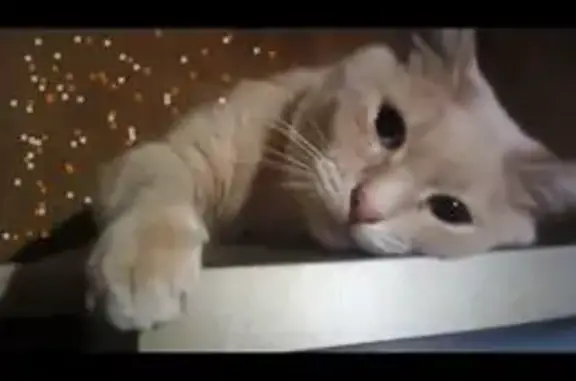 Пропал кот, проезд Моторостроителей, 4, Ярославль - персикового окраса, с зелёным ошейником - photo