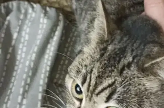 Нежно серая пятнистая. Округлая мордашка. Очень ласковая. Послушная. Ищем дом