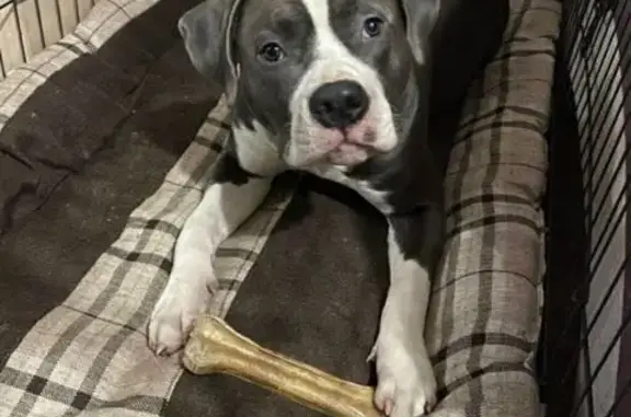 Пропала собака, мужской, деревня Елохово, Рыбинск - серый с белым окрас - photo