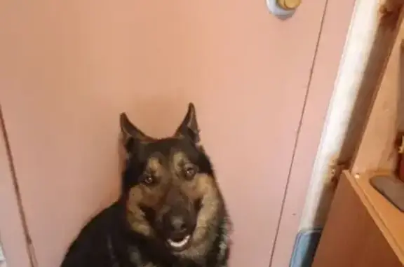 Собаки потеряшки, Орёл, фото: Потеряшка собака, Яблочная улица, городской округ Орёл - крупный, мощный кобель