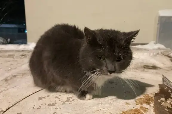 Найдена кошка, Павловский Посад, фото: Найдена кошка, улица Кузьмина, 47А, Павловский Посад - тёмно-серая с белой манишкой