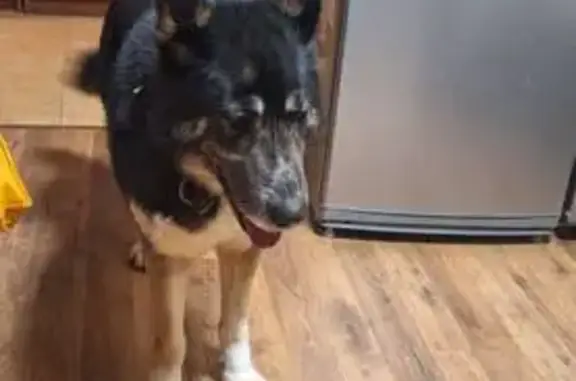 Найдена собака, Сертолово, фото: Найдена собака, девочка, Заречная улица, 11, Сертолово - похожа на овчарку