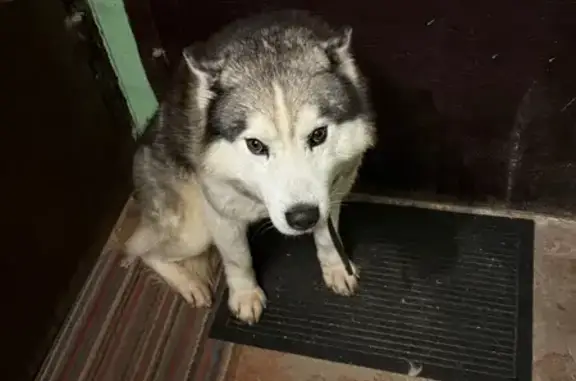 Найдена собака, Подольск, фото: Найден собака, Народная улица, 21, Подольск - хаски в коричневом ошейнике