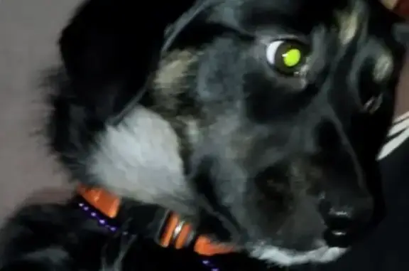 Собаки потеряшки, Тобольск, фото: Потеряшка собака, 36, Тобольск - два чёрных пятна на передних лапах