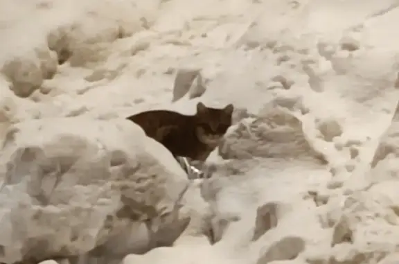 Найдена кошка, Москва, фото: Найдена кошка, Дмитровское шоссе, 71А, Москва - выглядит домашней