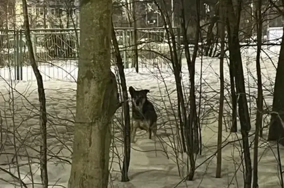 Найдена собака, Санкт-Петербург, фото: Найдена собака, улица Здоровцева, Санкт-Петербург - добрая, неагрессивная