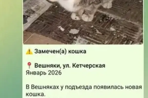 Найдена кошка, Москва, фото: Найдена кошка, Кетчерская улица, Москва - полосатая домашняя