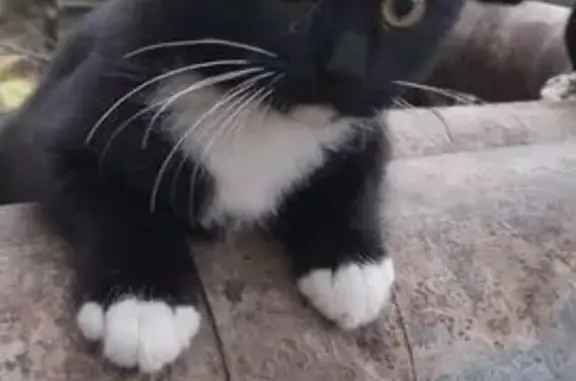 Пропала кошка, улица Ю.Фучика, 22 к2, Тула - белые лапки, возможно девочка - photo