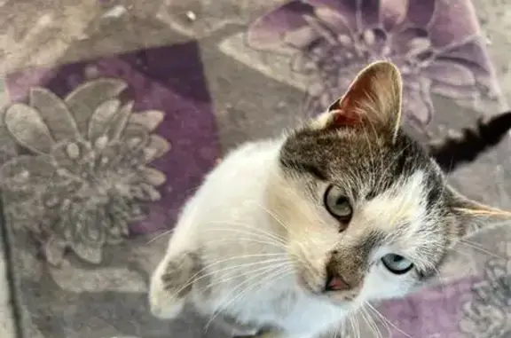 Найденные животные Юрьев-Польский, фото: Найден кот, Западная улица, Юрьев-Польский - белый с тёмно-серыми пятнами