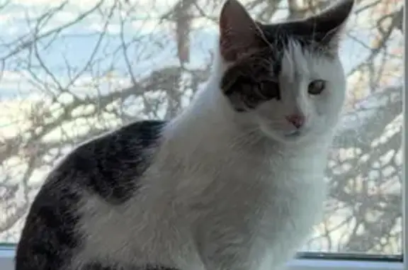 Пропала кошка, Нагорная улица, 7, район Троицк, Троицк - пятнистая, стерилизованная - photo