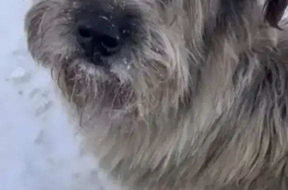 Найдена собака, Тучково, фото: Найдена собака, Тучково, Московская область - лохматая и голодная