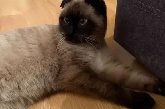 Найдена кошка, Калининград, фото: Найдена кошка, улица Маршала Новикова, 23, Калининград - домашний, ухоженный