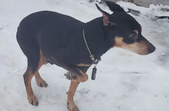Пропал собака, Венёвская улица, Москва - цверк пинчер с черным кулоном - photo