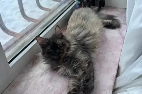 Пропала кошка, Ореховая улица, 487, Краснодар - трёхцветная с большим пузиком - photo