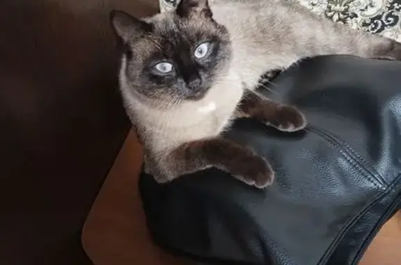 Пропал кот, улица 50 лет Октября, Емельяново - правое ухо немного загнуто - photo