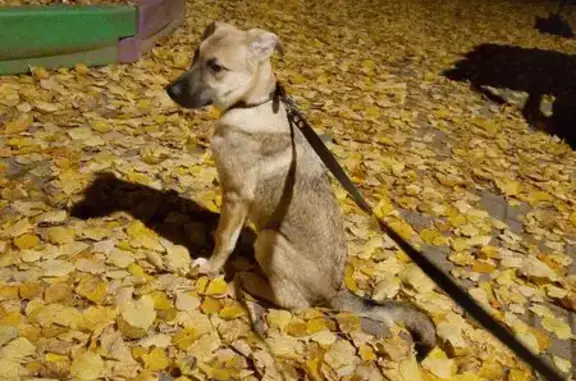 Пропала собака, 5-я улица Соколиной Горы, Москва - помесь овчарки, 9 месяцев - photo