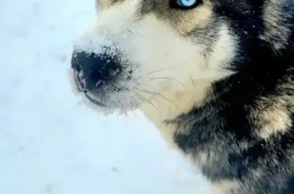 Найдена собака, Мраморское, фото: Найден собака, мужской, Новая улица, 22, Мраморское - свежие шрамы на носу