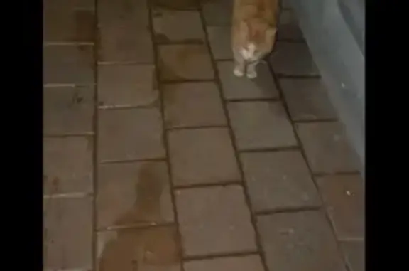 Найденные животные Высокое, фото: Найдена кошка, Афифская улица, 24Б/4, Высокое - рыжий котик