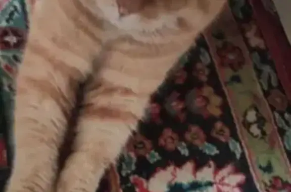 Пропал кот, Советская улица, 34, Кулаковка - рыжий с полосочками - photo