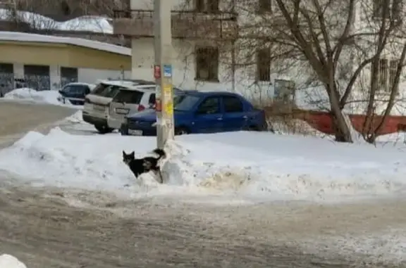 Найдена собака, Томск, фото: Найдена собака, улица Елизаровых, Томск - черная с белым кончиком хвоста
