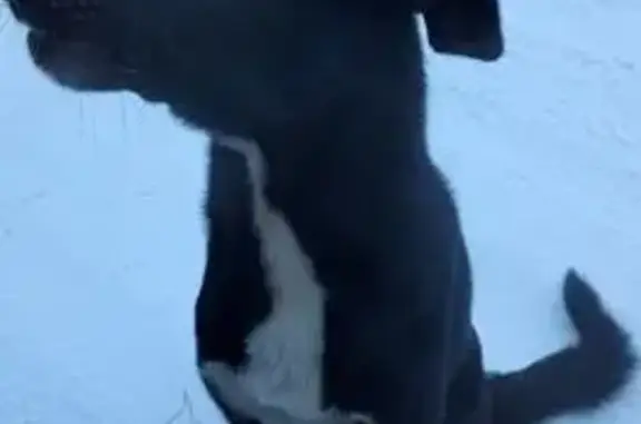 Найдена собака, Долгодеревенское, фото: Найден собака, дорога на гору Соколинка, Долгодеревенское - молодой чёрный пёс