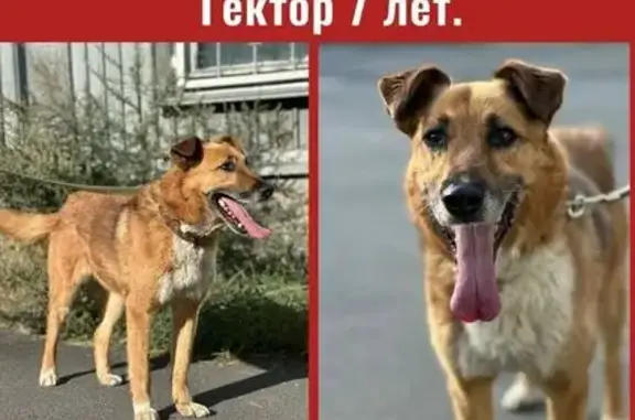 Пропала собака, Сандальская набережная, 75, Кондопога - рыжий с белыми отметинами - photo