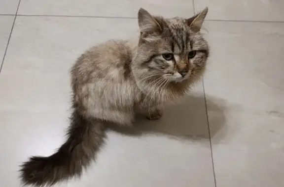 Найденные животные Пушкино, фото: Найдена кошка, улица Некрасова, Пушкино - невская маскарадная, колар-поинт