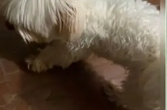 Собаки потеряшки, Подольск, фото: Потеряшка собака, Красногвардейский бул. 33