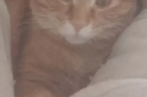 Пропал кот, Карагандинская улица, 5, Артём - photo