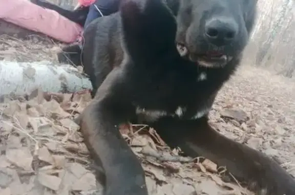 Пропала собака, Павелецкая улица, 14, Челябинск - чёрная с белым на груди - photo