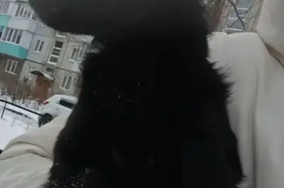 Пропал собака, улица 50 лет Профсоюзов, 128, Омск - длинношёрстный той терьер - photo