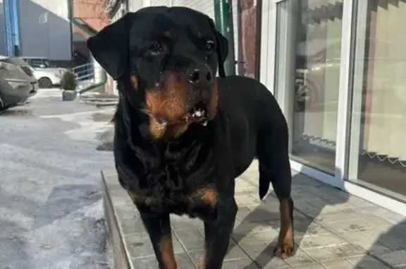 Найдена собака, Иркутск, фото: Найдена собака, мкр Ершовский 28/1, Иркутск - ротвейлер девочка