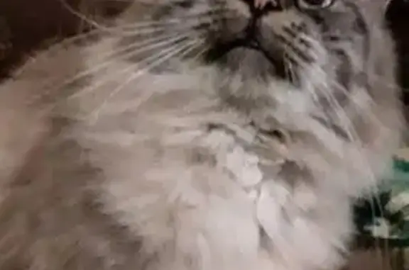 Пропала кошка, 3-й переулок Победы, 44, Черняховск - возможно, в подвале - photo