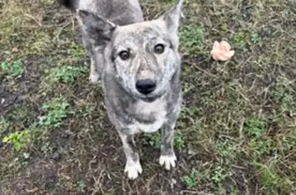 Найдена собака, 1-я Моква, фото: Найдена собака, «Крым», 1-я Моква - похожа на волка